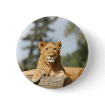 Female Lion Pins
