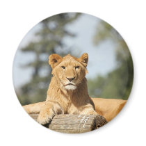 Female Lion Fridge Magnets