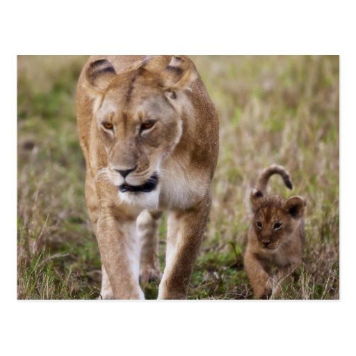 Female Lion With Cub Panthera Leo As Seen In Postcard