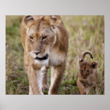 Female Lion with cub (Panthera Leo) as seen in Posters