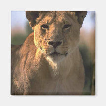 Female Lioness Lion Lovers Gifts Magnets