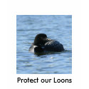 female loon, Protect our Loons t-shirts
