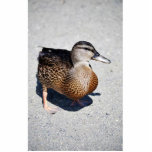 Female Mallard at Goose Lake, Anchorage photo sculptures