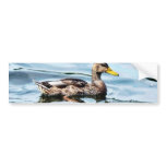 Female Mallard bumper stickers