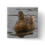 Female Mallard buttons