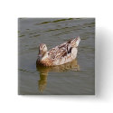 Female Mallard Duck 3 buttons