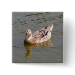 Female Mallard Duck 3 buttons