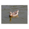 Female Mallard Duck 3 Greeting Card