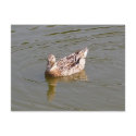 Female Mallard Duck 3 Postcard
