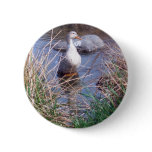 Female Mallard Duck Button