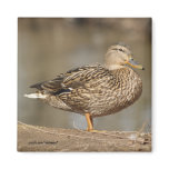 Female Mallard Duck Magnet