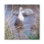 Female Mallard Duck Magnet