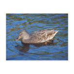 Female Mallard Duck postcards