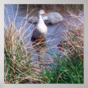Female Mallard Duck Poster posters