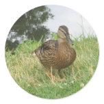 Female Mallard Duck Sticker