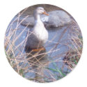 Female Mallard Duck Sticker