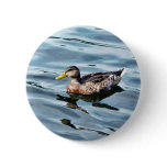Female Mallard Duck Swimming buttons