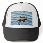 Female Mallard Duck Swimming hats