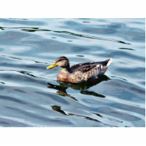 Female Mallard Duck Swimming Photo Cut Out