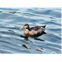 Female Mallard Duck Swimming photo sculptures