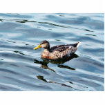 Female Mallard Duck Swimming photo sculptures