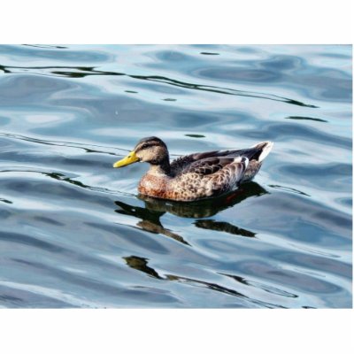 Female Mallard Duck Swimming Photo Cut Out by lifesphere