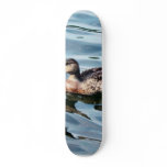 Female Mallard Duck Swimming skateboards