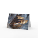Female MALLARD DUCK Wildlife Photo Greeting Card