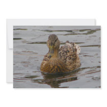 Female Mallard