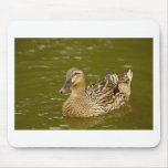 Female Mallard Mouse Pad