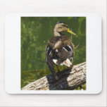 Female Mallard Mouse Pads