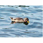 Female Mallard On Water Photo Cutouts