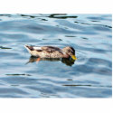 Female Mallard On Water photo sculptures