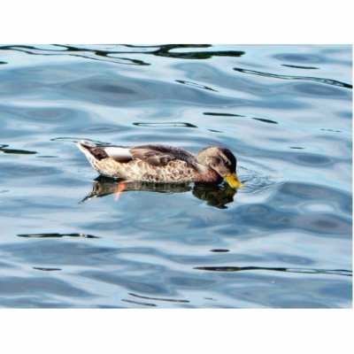 Female Mallard On Water Photo Cutouts by lifesphere