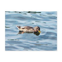 Female Mallard On Water Postcard