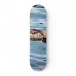 Female Mallard On Water skateboards