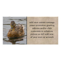 Female Mallard