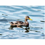 Female Mallard Photo Cut Outs