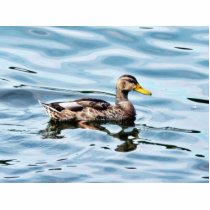 Female Mallard Photo Cut Outs