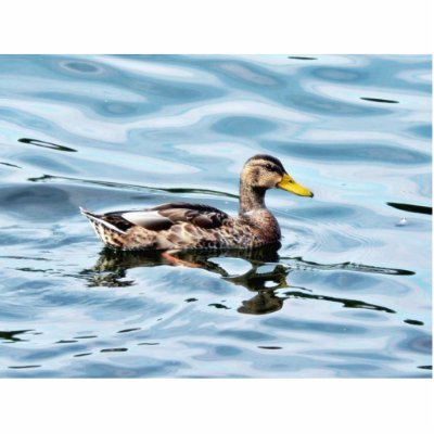 Female Mallard Photo Cut Outs by lifesphere