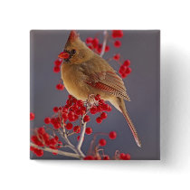 Female Northern Cardinal among hawthorn Pinback Buttons