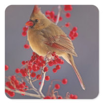 Female Northern Cardinal among hawthorn Sticker