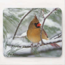 Female Northern Cardinal in snowy pine tree, Mousepads