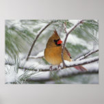 Female Northern Cardinal in snowy pine tree, posters
