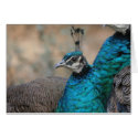 Female Peacock Card