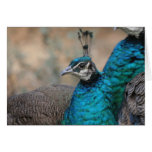 Female Peacock Card