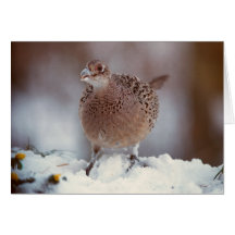 Female Pheasant - card