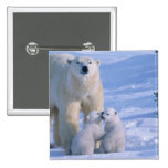 Female Polar Bear Standing with 2 Cubs at her Pinback Buttons