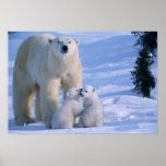 Female Polar Bear Standing with 2 Cubs at her posters