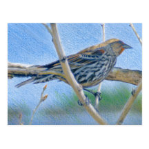 Female Redwing Blackbird Postcard